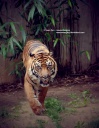 Tiger JeanFan.jpg