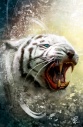 Tiger shiprock.jpg