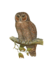 Eulengespür susannp4.png