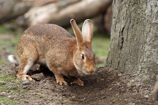 Hase.jpg