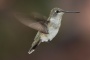 Kolibri.jpg