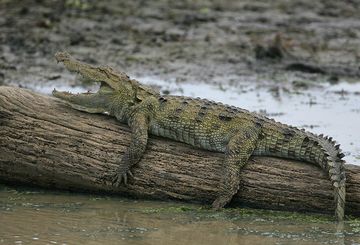 Krokodil.jpg