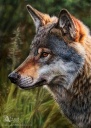 Wolf Azany 02.jpg